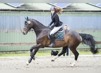 Caballo de Holstein, Yegua, 22 años, 168 cm, Castaño oscuro