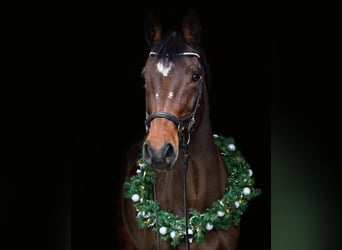 Caballo de Holstein, Yegua, 23 años, Castaño claro