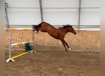 Caballo de Holstein, Yegua, 2 años, 155 cm, Castaño