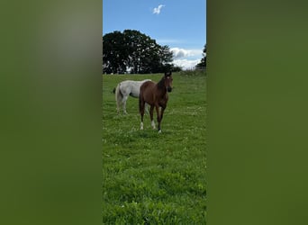 Caballo de Holstein, Yegua, 2 años, 155 cm, Castaño