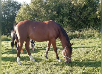 Caballo de Holstein, Yegua, 2 años, 155 cm, Castaño