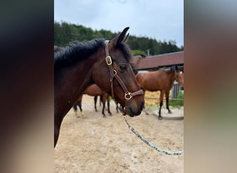 Caballo de Holstein, Yegua, 2 años, 160 cm, Castaño oscuro