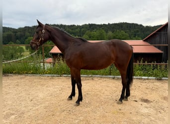 Caballo de Holstein, Yegua, 2 años, 160 cm, Castaño oscuro