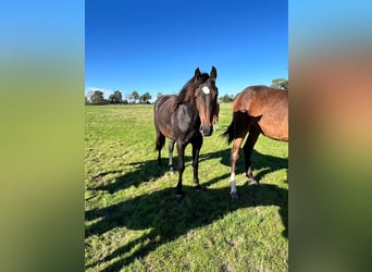Caballo de Holstein, Yegua, 2 años, 164 cm, Castaño oscuro