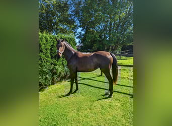 Caballo de Holstein, Yegua, 2 años, 168 cm, Morcillo