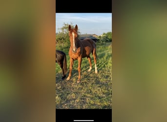 Caballo de Holstein, Yegua, 2 años, 170 cm, Alazán