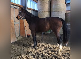 Caballo de Holstein, Yegua, 2 años, 170 cm, Castaño