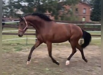 Caballo de Holstein, Yegua, 2 años, 174 cm, Castaño