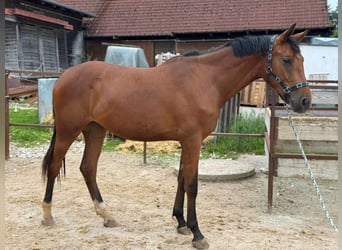 Caballo de Holstein, Yegua, 2 años, 175 cm, Castaño claro