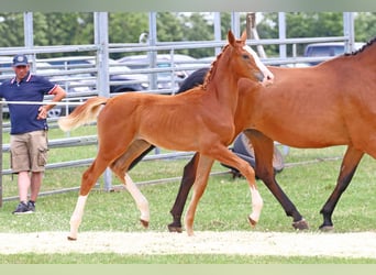 Caballo de Holstein, Yegua, 2 años, Alazán