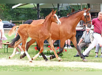 Caballo de Holstein, Yegua, 2 años, Alazán