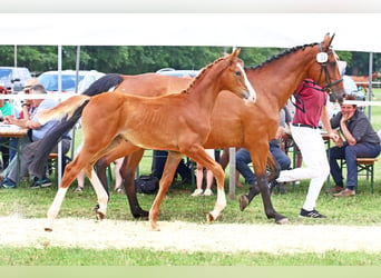 Caballo de Holstein, Yegua, 2 años, Alazán