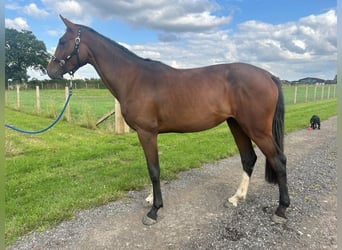 Caballo de Holstein, Yegua, 2 años, Castaño oscuro