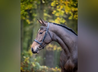 Caballo de Holstein, Yegua, 2 años, Castaño oscuro