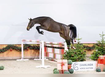 Caballo de Holstein, Yegua, 2 años, Castaño oscuro