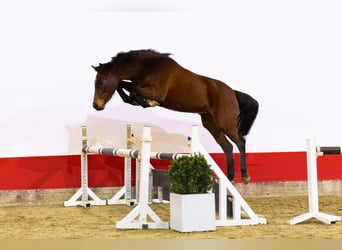 Caballo de Holstein, Yegua, 3 años, 154 cm, Castaño