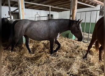 Caballo de Holstein, Yegua, 3 años, 154 cm, Tordo