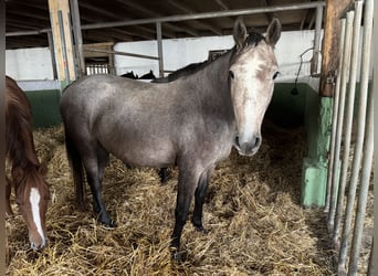 Caballo de Holstein, Yegua, 3 años, 154 cm, Tordo