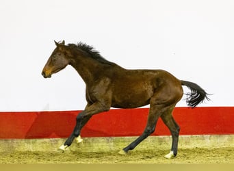 Caballo de Holstein, Yegua, 3 años, 155 cm, Castaño oscuro