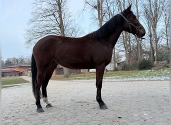 Caballo de Holstein, Yegua, 3 años, 160 cm, Castaño
