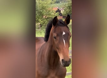 Caballo de Holstein, Yegua, 3 años, 160 cm, Castaño oscuro