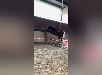 Caballo de Holstein, Yegua, 3 años, 160 cm, Castaño oscuro