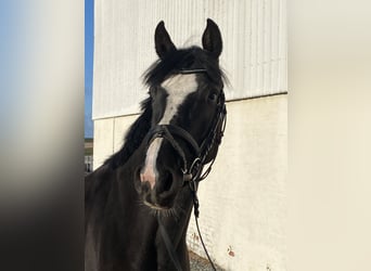 Caballo de Holstein, Yegua, 3 años, 160 cm, Morcillo