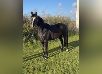 Caballo de Holstein, Yegua, 3 años, 160 cm, Morcillo