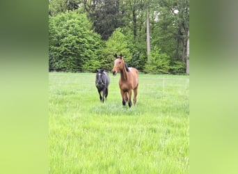 Caballo de Holstein, Yegua, 3 años, 165 cm, Negro