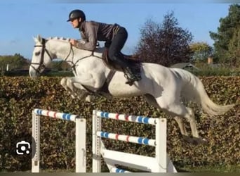 Caballo de Holstein, Yegua, 3 años, 165 cm, Tordo