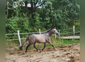 Caballo de Holstein, Yegua, 3 años, 165 cm, Tordo