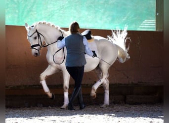 Caballo de Holstein, Yegua, 3 años, 165 cm, Tordo