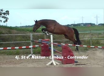 Caballo de Holstein, Yegua, 3 años, 165 cm, Tordo