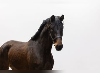 Caballo de Holstein, Yegua, 3 años, 166 cm, Castaño