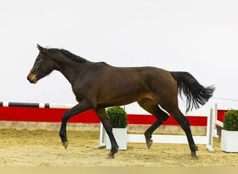 Caballo de Holstein, Yegua, 3 años, 166 cm, Castaño