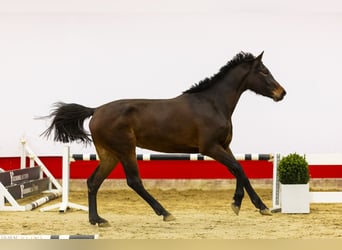 Caballo de Holstein, Yegua, 3 años, 166 cm, Castaño