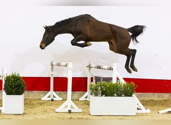 Caballo de Holstein, Yegua, 3 años, 166 cm, Castaño