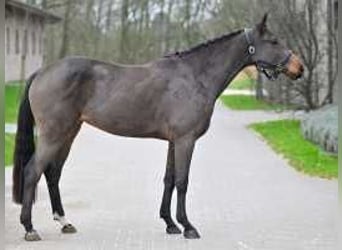 Caballo de Holstein, Yegua, 3 años, 167 cm, Castaño rojizo