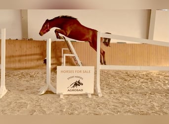 Caballo de Holstein, Yegua, 3 años, 168 cm, Castaño