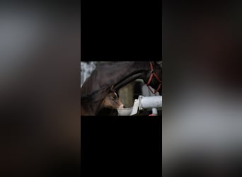 Caballo de Holstein, Yegua, 3 años, 169 cm, Castaño oscuro