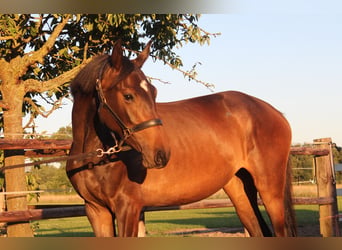 Caballo de Holstein, Yegua, 3 años, 169 cm, Morcillo