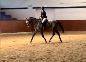 Caballo de Holstein, Yegua, 3 años, 169 cm, Tordo