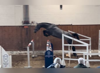 Caballo de Holstein, Yegua, 3 años, 169 cm, Tordo