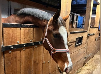 Caballo de Holstein, Yegua, 3 años, 170 cm, Castaño