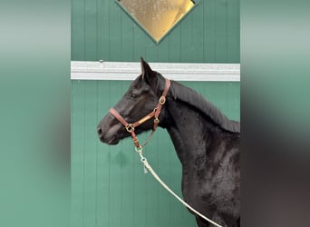 Caballo de Holstein, Yegua, 3 años, 170 cm, Negro