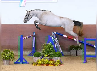 Caballo de Holstein, Yegua, 3 años, Tordo