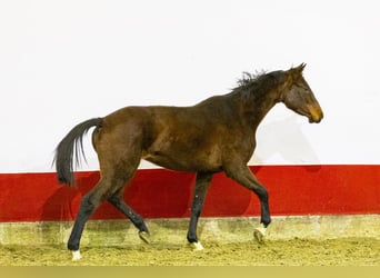 Caballo de Holstein, Yegua, 4 años, 155 cm, Castaño oscuro