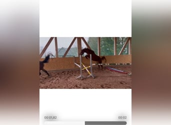 Caballo de Holstein, Yegua, 4 años, 159 cm, Alazán