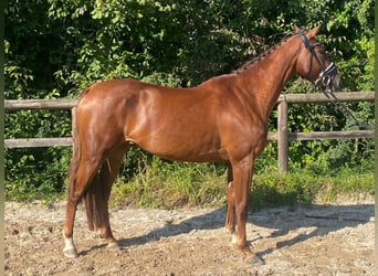 Caballo de Holstein, Yegua, 4 años, 160 cm, Alazán