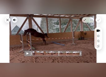 Caballo de Holstein, Yegua, 4 años, 160 cm, Alazán